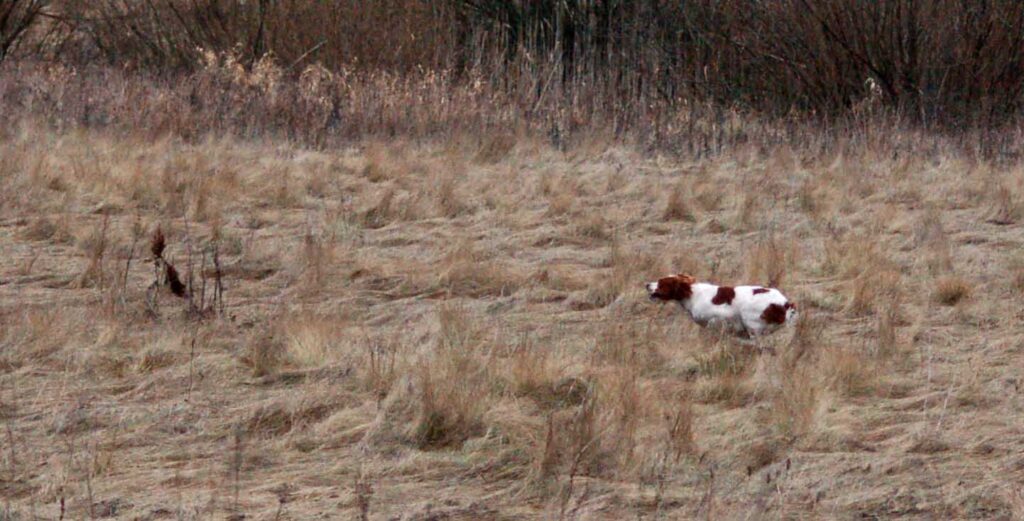 Эпаньол бретон Steppe Bretonoque Style - поиск -1